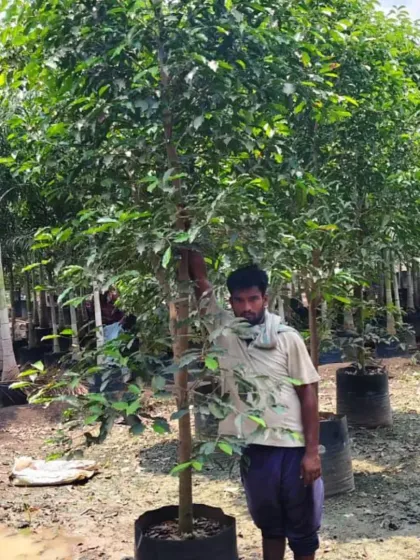 A member of our team with a large Ficus tree plant from our nursery.