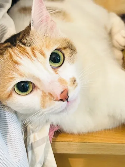 Our feline guests are just as special. This beautiful Calico cat is enjoying the calm and cozy atmosphere of our cat boarding space. We provide a peaceful sanctuary for cats to relax and feel at home.