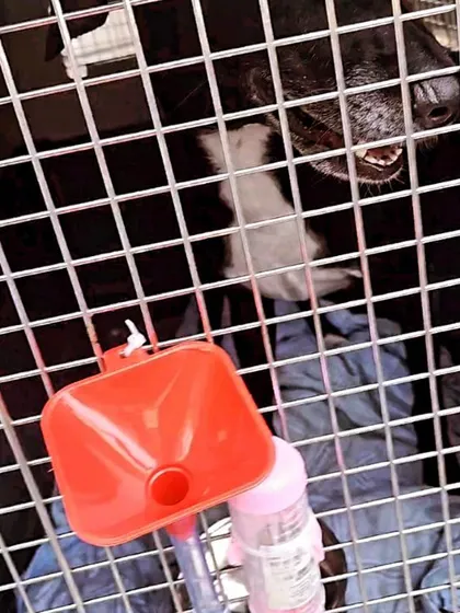 A close-up of Xena's crate setup. The water funnel allows airline staff to provide water without opening the crate door, ensuring safety.