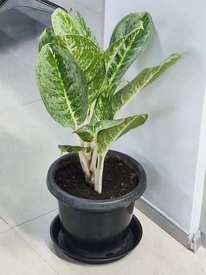 Corporate & Office Plantscaping photo 27