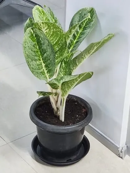 A healthy Aglaonema 'Silver Queen' is another popular choice for our office plant rental clients due to its striking foliage and easy care.