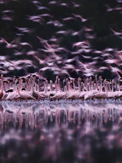 The Flamingo Spectacle of Navi Mumbai photo 12