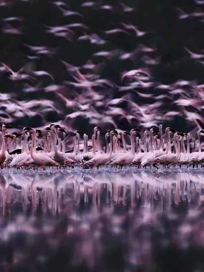 An abstract, artistic impression of lesser flamingos in flight during twilight. By using motion blur, I aim to capture the feeling of movement and the mystical quality of the moment, transforming a photograph into a piece of fine art.