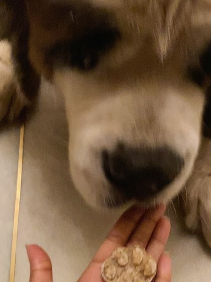 DoggyBox - Custom Dog Bakery Our Happy Pups (The MVPs) photo 5