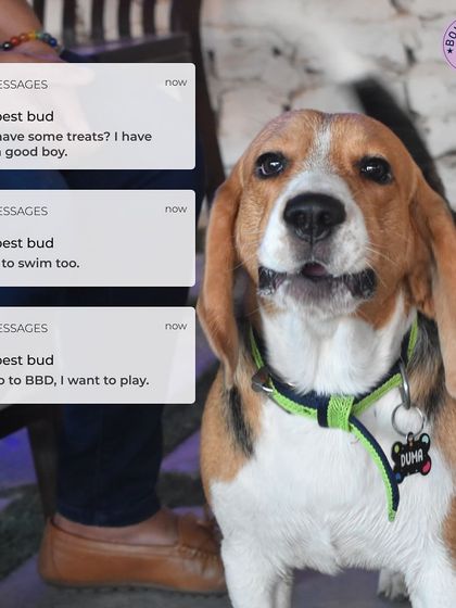 If your dog could text, this is what they might say. We offer everything your best bud wants: treats, swimming, and plenty of playtime.