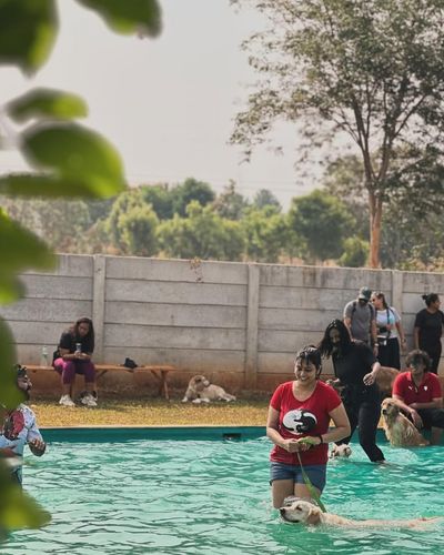 Dog Park & Pool