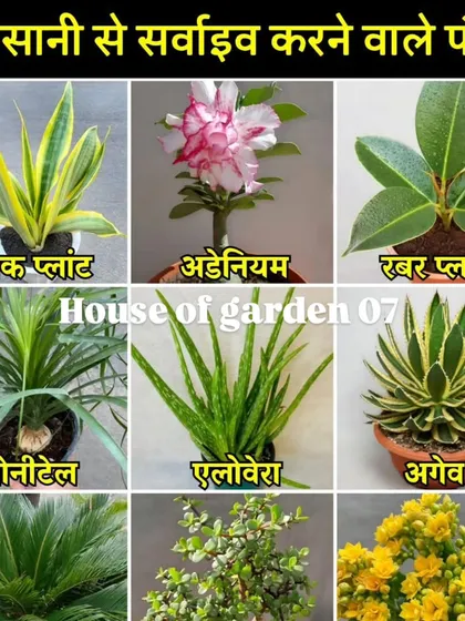 A guide to plants that are easy to survive. This list features hardy plants like Snake Plant, Adenium, Rubber Plant, Ponytail Palm, and Aloe Vera.