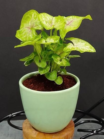 Gifts for Every Occasion photo 4