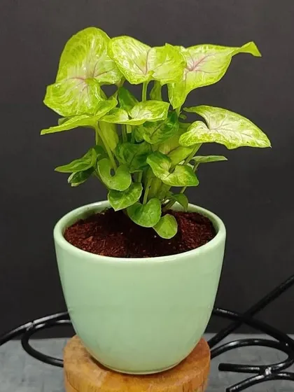 A delicate mini Syngonium plant in a pastel green pot. Its compact size makes it a wonderful desk plant or a small token of appreciation.