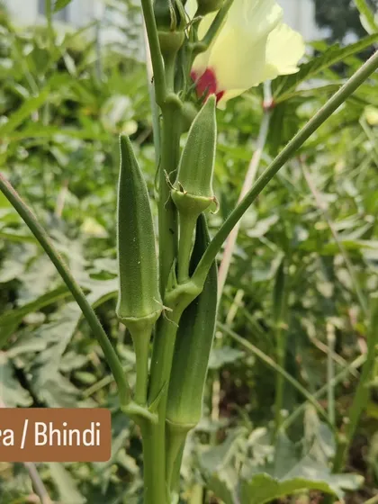 Fresh Okra, or Bhindi, growing on a client's farm that we manage. There is nothing quite like the taste of bhindi picked fresh from the plant.