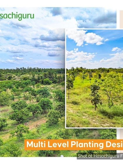 Our multi-level planting design ensures all plants get enough sunlight. By mixing tall trees, medium shrubs, and ground cover, we create a diverse and productive ecosystem.