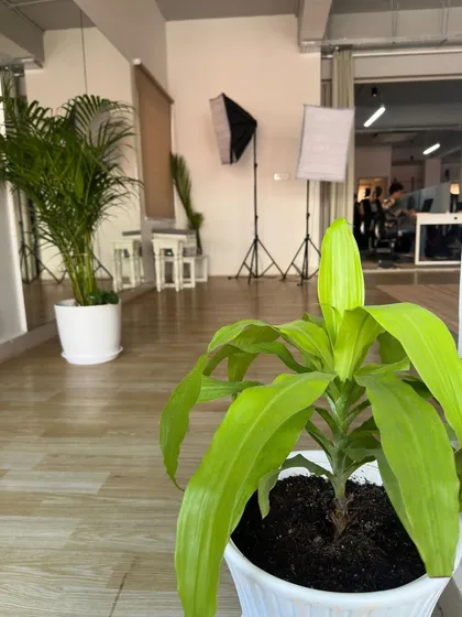 A glimpse into the Indpro office, where we've placed plants to create a healthier and more serene workspace. Even in a busy office, a touch of nature can make a world of difference.