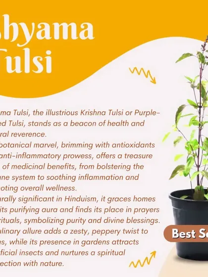 Our plant of the month is the Shyama Tulsi, also known as Krishna Tulsi. This botanical marvel is a powerhouse of medicinal benefits and cultural significance, symbolizing purity and wellness in every home it graces.