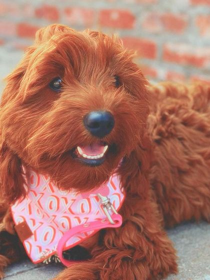 Tulsa Dog Trainer - Immersive Board & Train Programs Board & Train Graduates photo 18