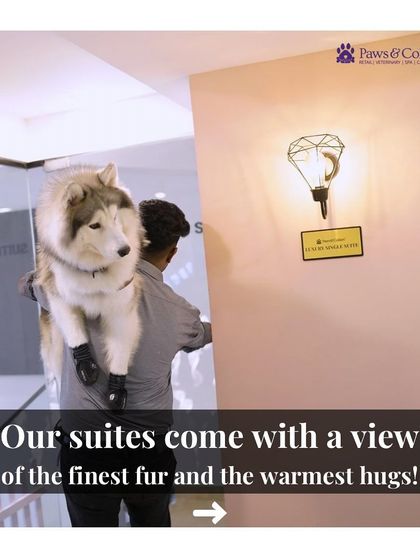 PawsnCollars - Pet Boarding & Hotel Daily Fun & Enrichment photo 8