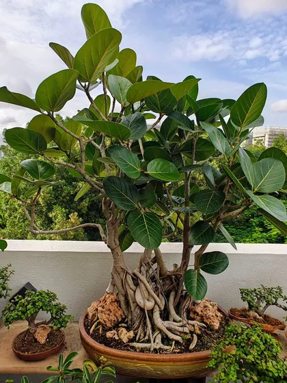 A Banyan bonsai with impressive root-over-rock styling. The roots envelop the rock, creating a dramatic and naturalistic scene that speaks of resilience.