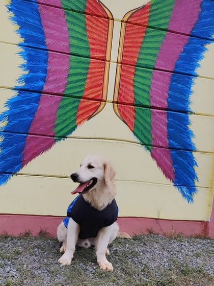 Fluffy Paws Pet Resort - Dog Park & Swimming Pool Puppy's First Day Out photo 7