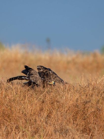 Two eagles interacting in the grass, possibly over a meal. These moments of drama are what make wildlife photography so exciting.