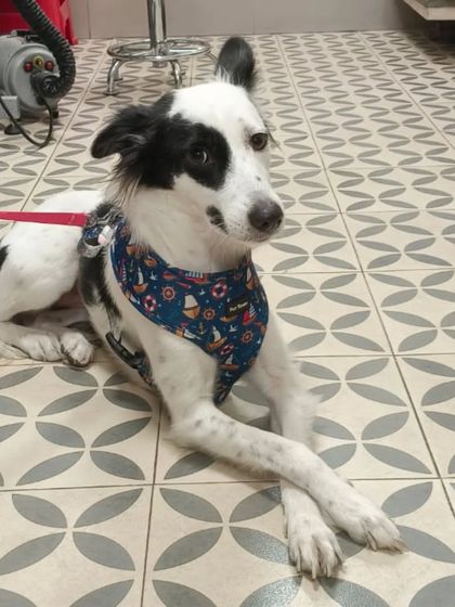 This stylish dog is relaxing on our clean, patterned floor after its grooming session, looking very dapper in its harness.