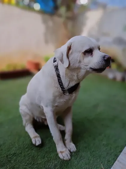 A thoughtful portrait of senior Labrador Lucky Singh enjoying some quiet time in the yard.