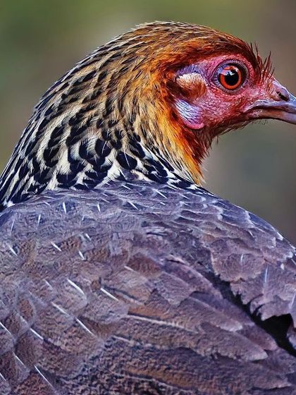 A detailed view of a female Red Junglefowl looking over her shoulder. This portrait captures the intricate black and white hackles on her neck and the subtle iridescence of her body feathers.