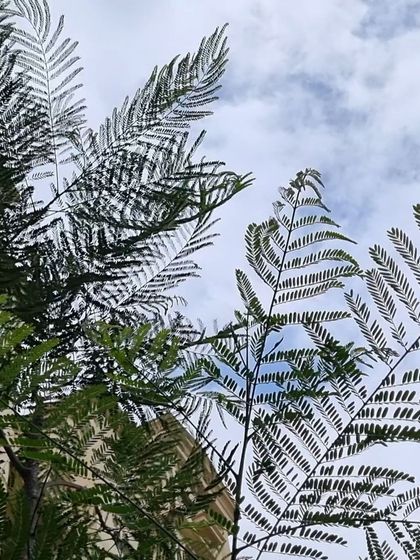 Looking up through the delicate leaves of a Jacaranda tree against the sky. We often pause to appreciate these simple, beautiful moments in the gardens we help create.