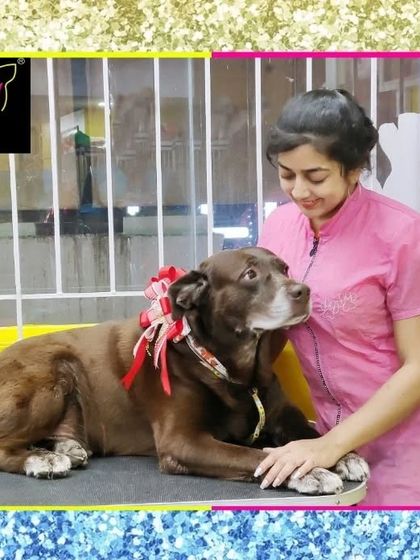 Fuzzy Wuzzy - Pet Grooming & Spa Spaniels, Retrievers & Large Breed Grooming photo 60