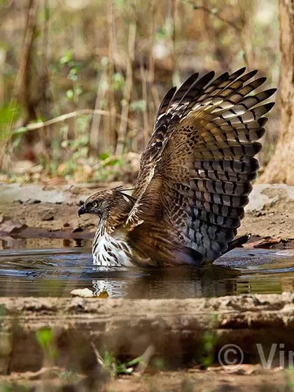 In the heat of Nagzhira, this Changeable Hawk-Eagle came down to a waterhole to cool off. It was a powerful sight, as it did not let any other animal come near. I am very proud that this photograph now hangs on the walls of the WWF-India office in Delhi.