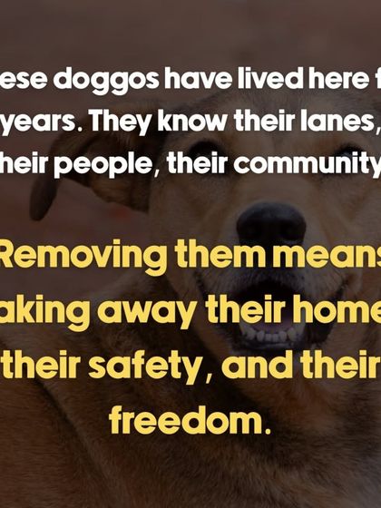 Oh My Dawg - Animal Welfare & Adoption Services Speaking for the Voiceless: Advocacy & Awareness photo 11