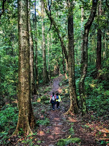 Two trekkers disappearing into the vast woods of Kumaraparvatha, showcasing the immersive nature of the trail.