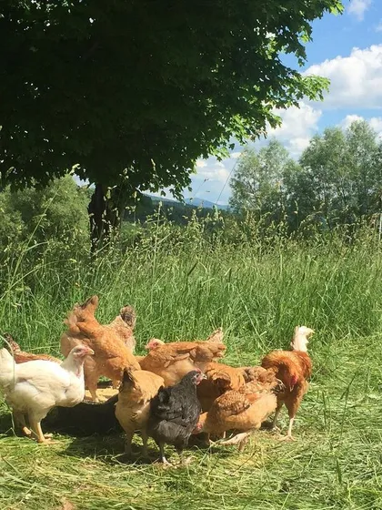 My chickens live out on pasture, with plenty of space, sunshine, and fresh air. This is a group of our Red Broilers enjoying the green grass, a key part of raising healthy, happy, pasture-raised poultry.