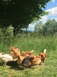 Farm Fresh Products