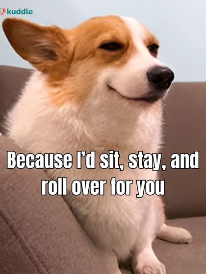 Kuddle - Pet Behaviour & Training It's a Dog's Life (And We're Just Living In It) photo 39