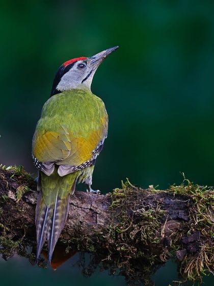 A Gray-headed Woodpecker sits on a mossy branch, its back to the camera. This angle provides a great view of the bird's green back and patterned wings.