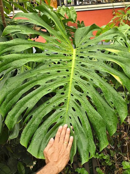 My hand for scale against this giant Monstera leaf. It is a true statement plant for any tropical garden.