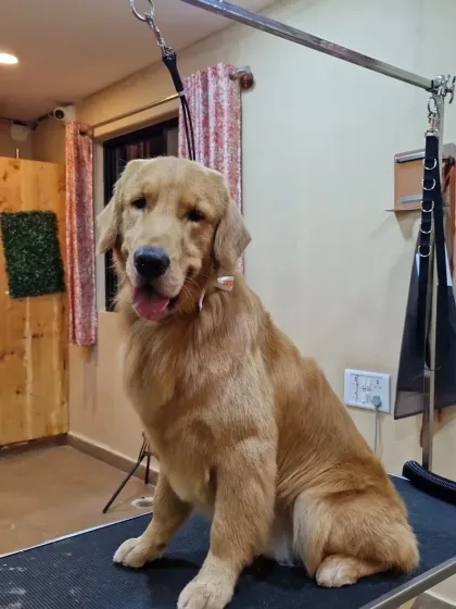 Mamppi Deb - Pet Grooming & Styling Golden Retriever & Large Breed Grooming photo 14