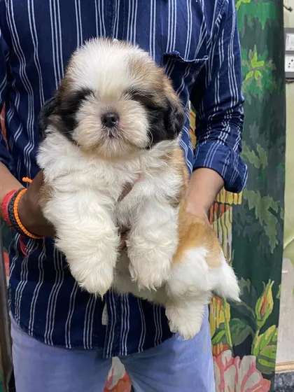 Here is a perfect example of our top-quality Shih Tzu puppies. This little male has a thick, beautiful coat and a sweet, affectionate personality, making him an ideal lap dog and family pet.