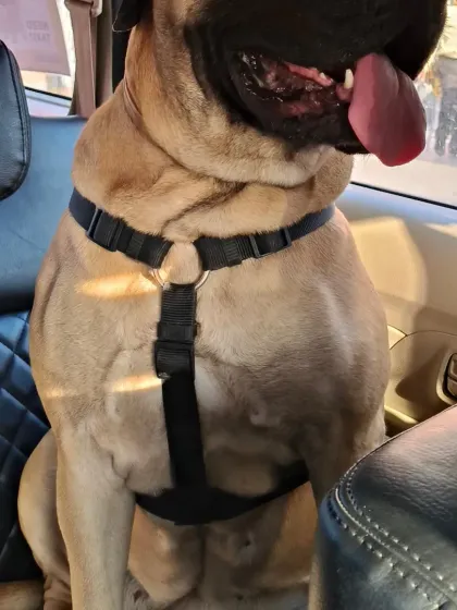 This big Bullmastiff is sitting comfortably in the back seat. I use strong harnesses and ensure there's enough space for large breeds to travel without feeling cramped.
