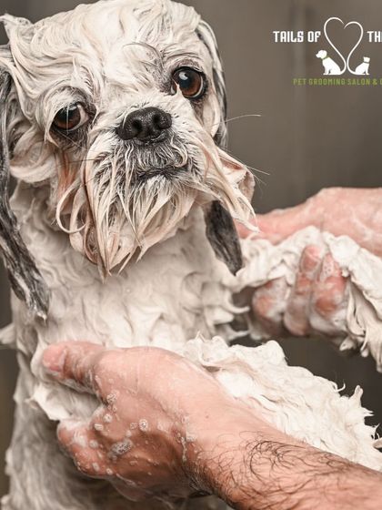 Tails of the City - Pet Spa & Creative Styling From Our Photo Shoots photo 15