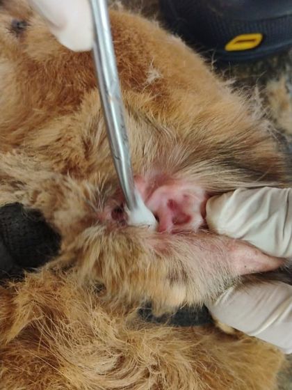 Careful ear cleaning is essential for preventing infections. Our trained staff provides routine medical care to keep our dogs healthy and free from discomfort.