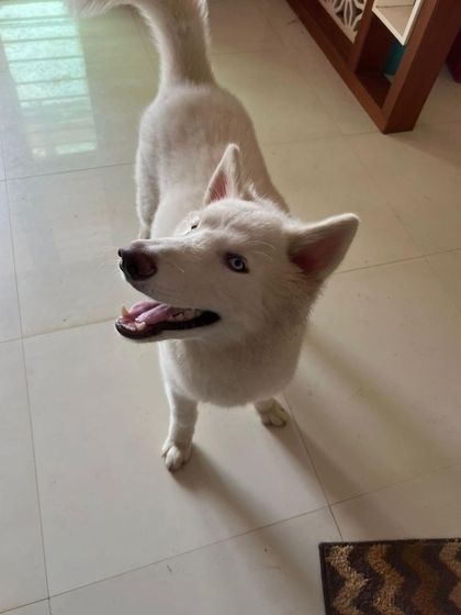 PL Paws - Animal Rescue & Rehabilitation Ready for a Home: Meet Our Adoptable Dogs photo 25