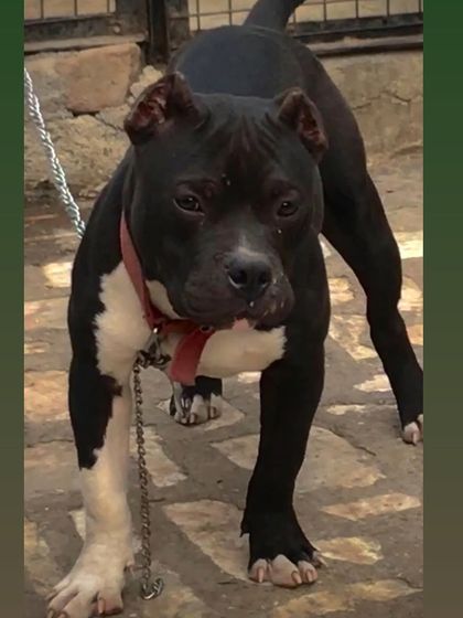 Sultan the American Bully, a perfect example of the breed's power.