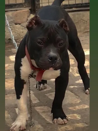 Sultan the American Bully, a perfect example of the breed's power.