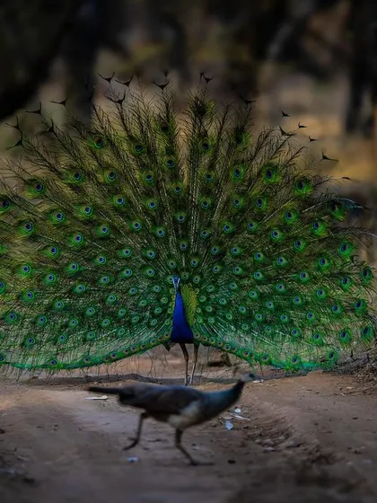 The peacock's courtship dance is one of nature's greatest displays. Here, a male shows off his magnificent train of feathers to a seemingly unimpressed peahen. This photograph tells a complete story of behavior, beauty, and the timeless rituals of the animal kingdom.