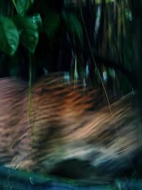 Wildlife & Nature Photography