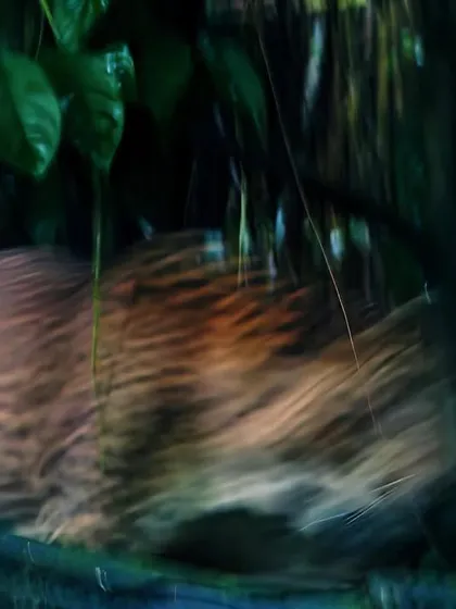 The motion-blurred form of a leopard moving through the forest undergrowth. Such fleeting, mysterious sights enthrall me more than any crystal-clear portrait, as they convey the true spirit of the 'ghost who walks'.