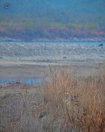 Wildlife Image Licensing