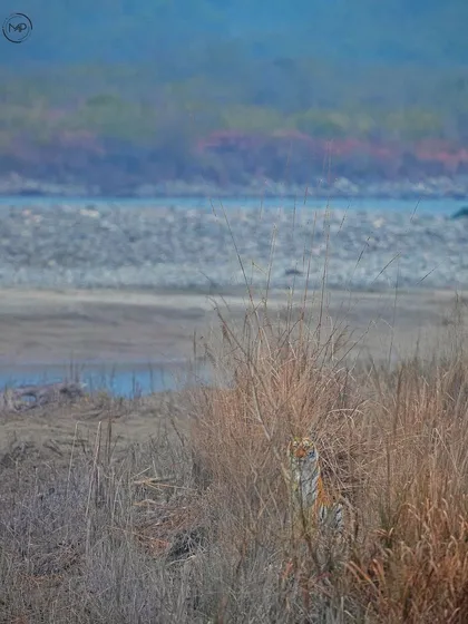 Even when partially hidden, a tiger's presence is immense. This individual, camouflaged in the tall grasses of Jim Corbett National Park, shows how effectively these predators blend into their habitat.