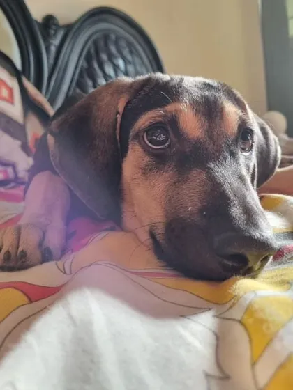 Nova resting on a bed, enjoying the morning sun. She is looking for a comfortable and loving forever home.
