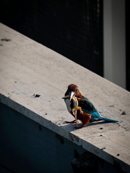 The kingfisher repositions the lizard to swallow it head-first. It was fascinating to watch this entire sequence unfold from my own home.